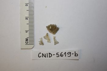 Media type: image;   Invertebrate Zoology CNID-5619-b Description: Preserved specimen.;